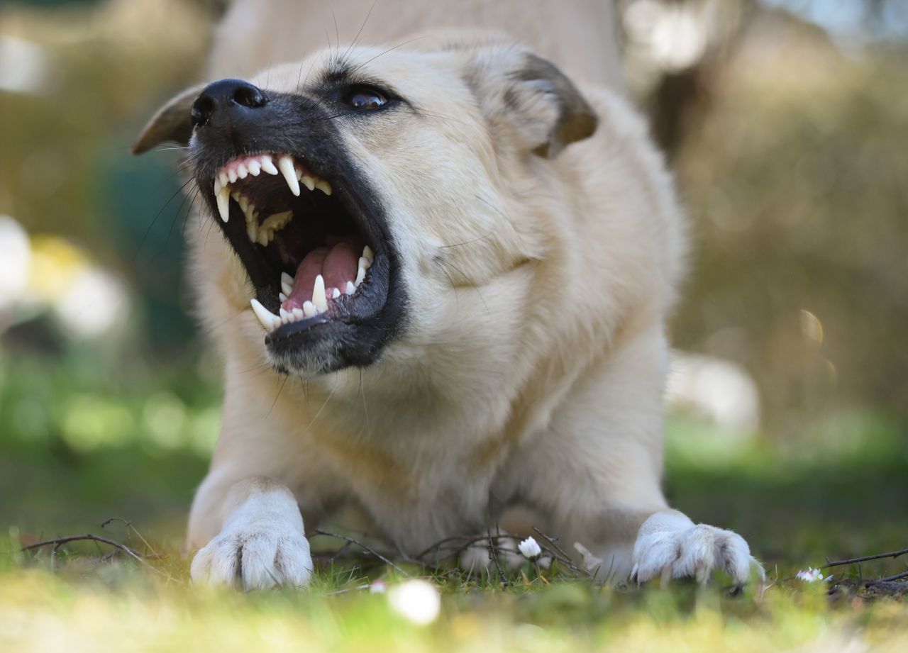 Cream-coloured dog crouched low in grass baring its teeth and snarling, illustrating traveller rabies exposure risk from animal bites