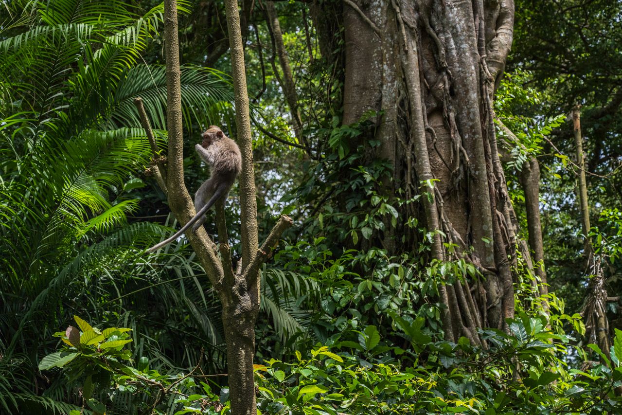 Long-tailed macaque monkey perched on a slender tree branch in a dense Balinese jungle canopy with a large banyan tree behind it