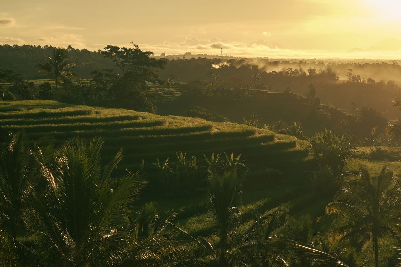 Sunrise over terraced rice paddies and palm trees in Bali, Indonesia